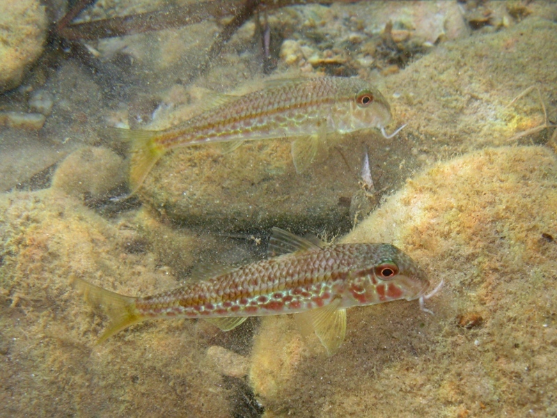 Mullus barbatus (Linnaeus, 1758)